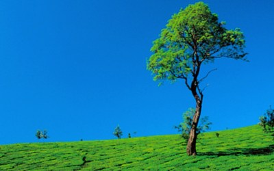 Top 5 Hill Stations in Kerala