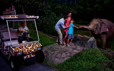 Singapore Night Safari: Everything You Wanted To Know & Practical Tips